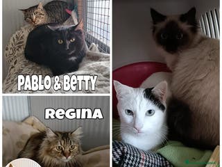 Europeo gatti gattini 6/8 mesi cercano casa❤️ - Annuncio 1