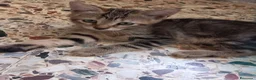 Europeo gatti in regalo: Regalo gattino europeo maschio di 2 mesi a Provincia di Pordenone - Annuncio 3