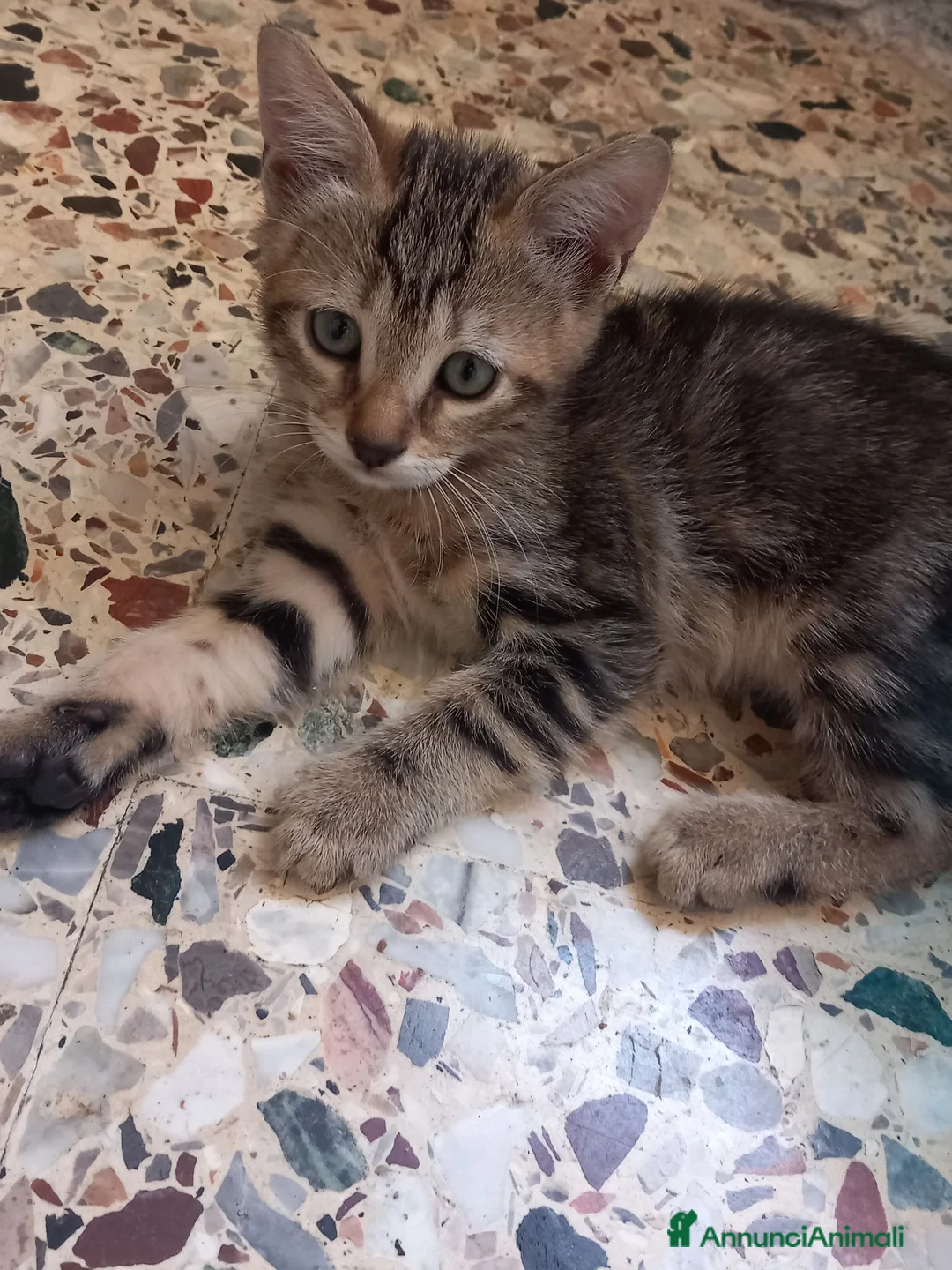 Europeo gatti in regalo: Regalo gattino europeo maschio di 2 mesi a Provincia di Pordenone - Annuncio 3