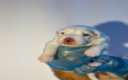 Altre razze cani in regalo: 🆘 CUCCIOLI CERCANO CASA  - Immagine 3