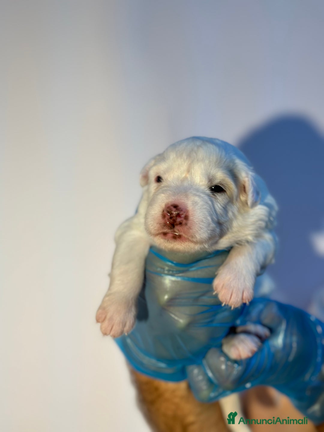 Altre razze cani in regalo: 🆘 CUCCIOLI CERCANO CASA  - Immagine 3