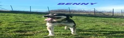Meticcio cani in regalo: BENNY bel timidino - Annuncio 6