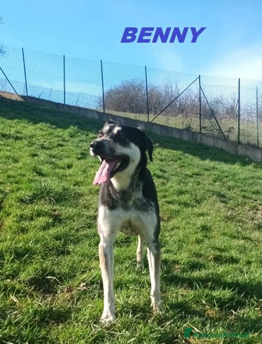 Meticcio cani in regalo: BENNY bel timidino - Annuncio 6