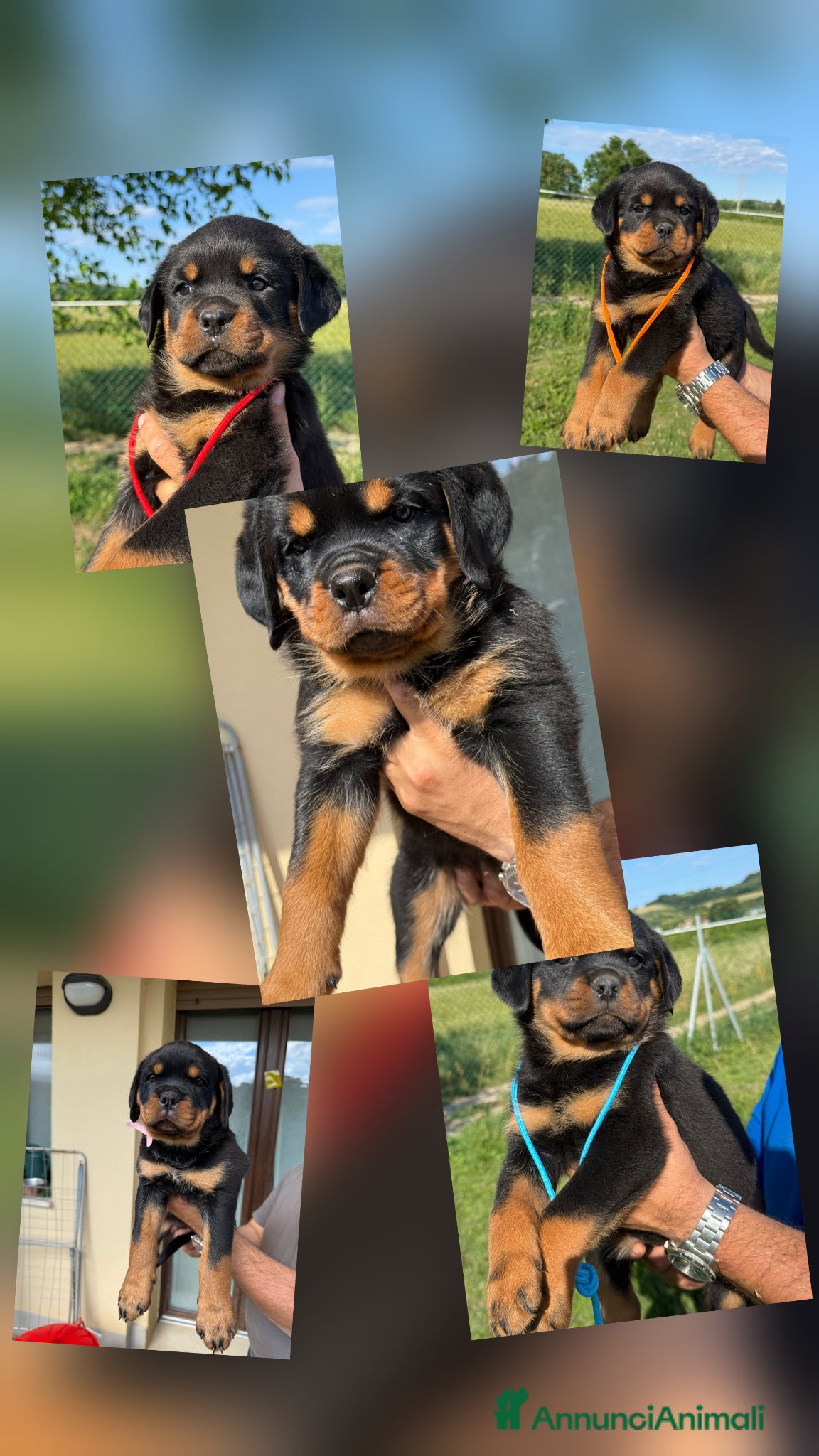 Rottweiler cani in vendita: Cucciolo rottweiler con pedigree  - Annuncio 4