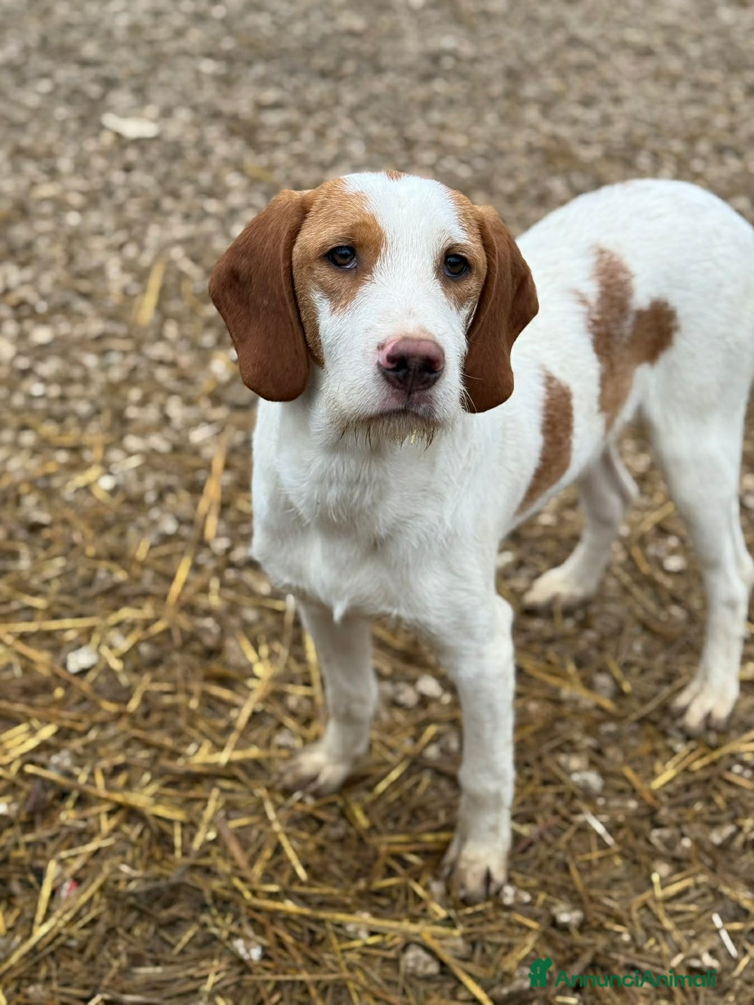 Meticcio cani in regalo: LEON, dolcissimo cucciolone baffuto! Cerca casa - Annuncio 3