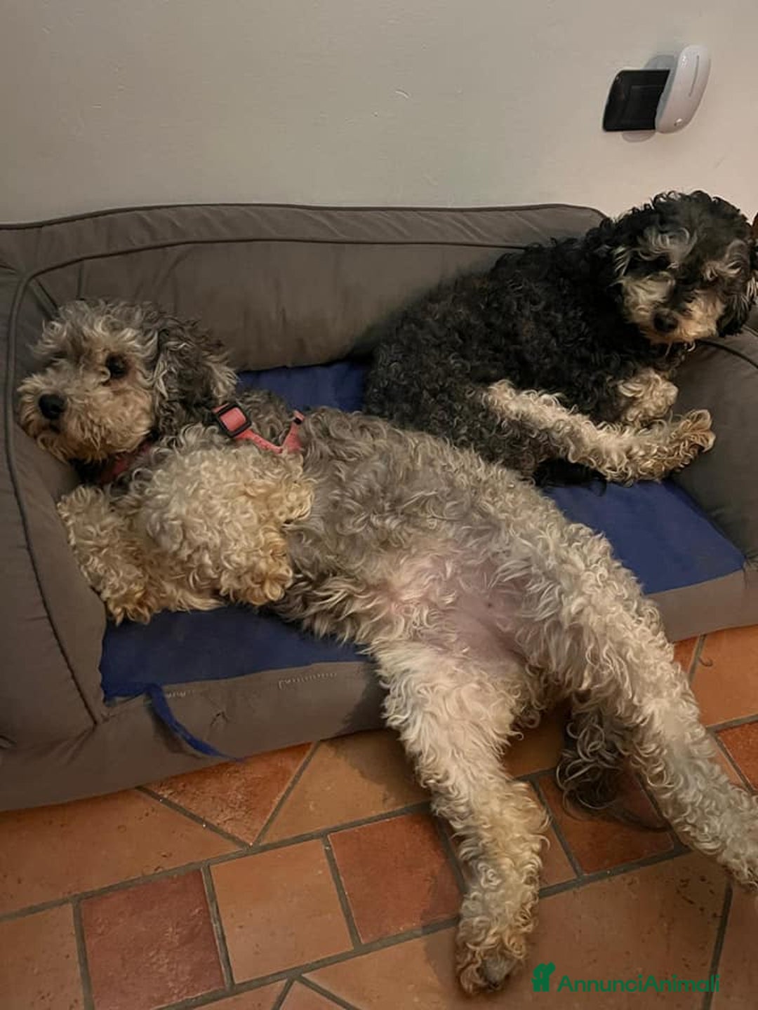 Barboncino cani in regalo: FRAGOLA & CILIEGIA, simpaticissime BARBOCINE - Annuncio 5