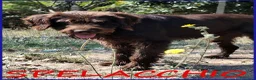 Meticcio cani in regalo: SPELACCHIO merita una vita serena - Annuncio 4
