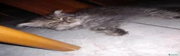 Persiano gatti in vendita: Gattino persiano a pelo lungo - Annuncio 1