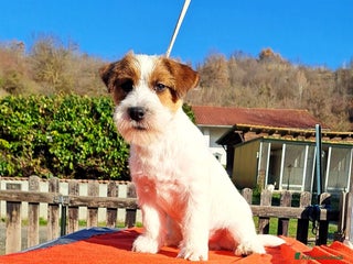Jack Russell cani Cucciol0 Jack ruvid0 - Annuncio 20