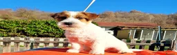 Jack Russell cani in vendita: Cucciol0 Jack ruvid0 - Annuncio 12