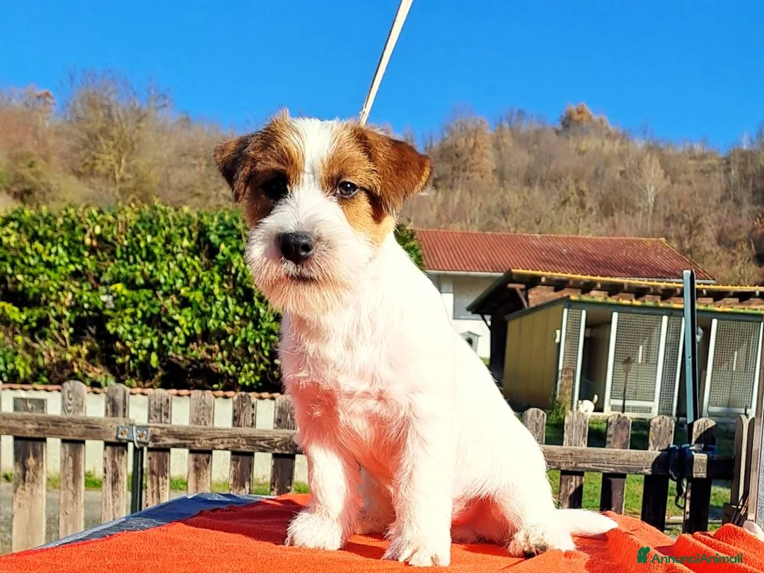 Jack Russell cani in vendita: Cucciol0 Jack ruvid0 - Annuncio 12