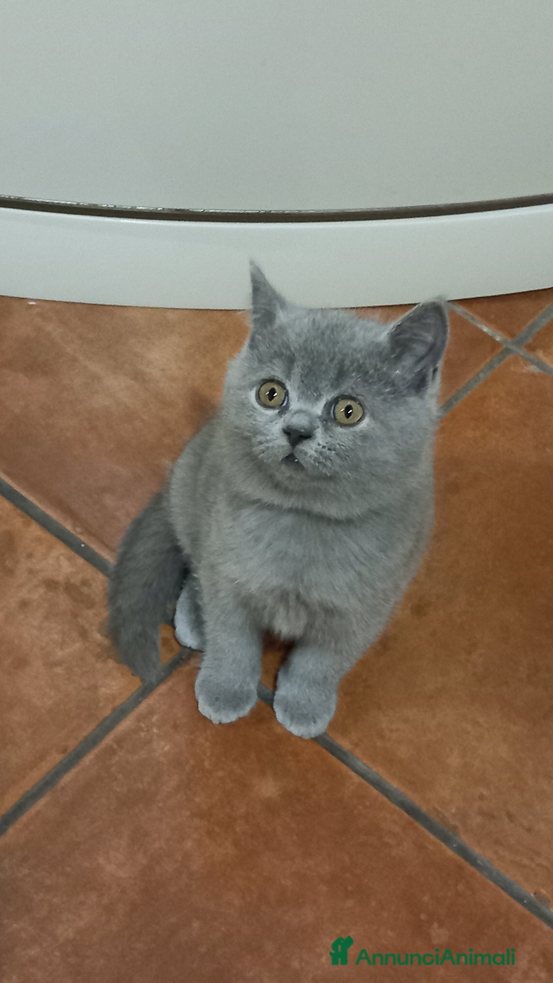 Scottish gatti in vendita: Scottish straight Shorthair  - Annuncio 3