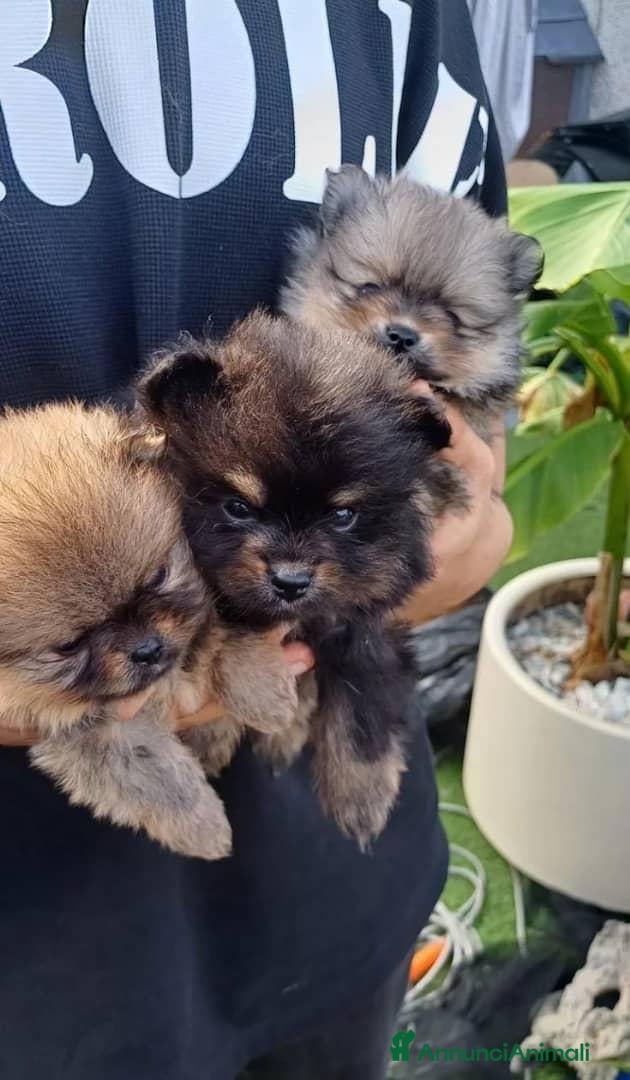 Volpino Pomerania cani Bellissimi cuccioli di Pomerania  - Annuncio 1