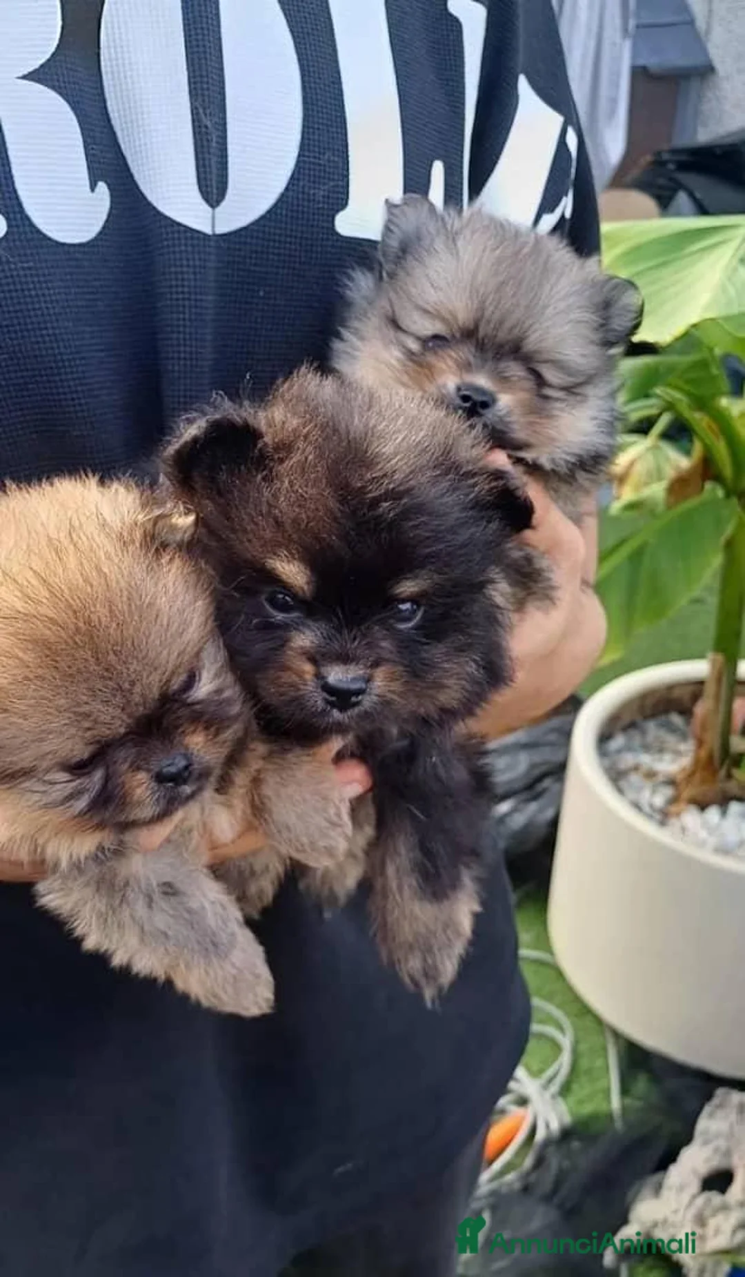 Volpino Pomerania cani in vendita: Bellissimi cuccioli di Pomerania  a Città metropolitana di Roma Capitale - Annuncio 1