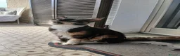 Maine Coon gatti in vendita: Cuccioli Maine Coon a Provincia di Macerata - Annuncio 27