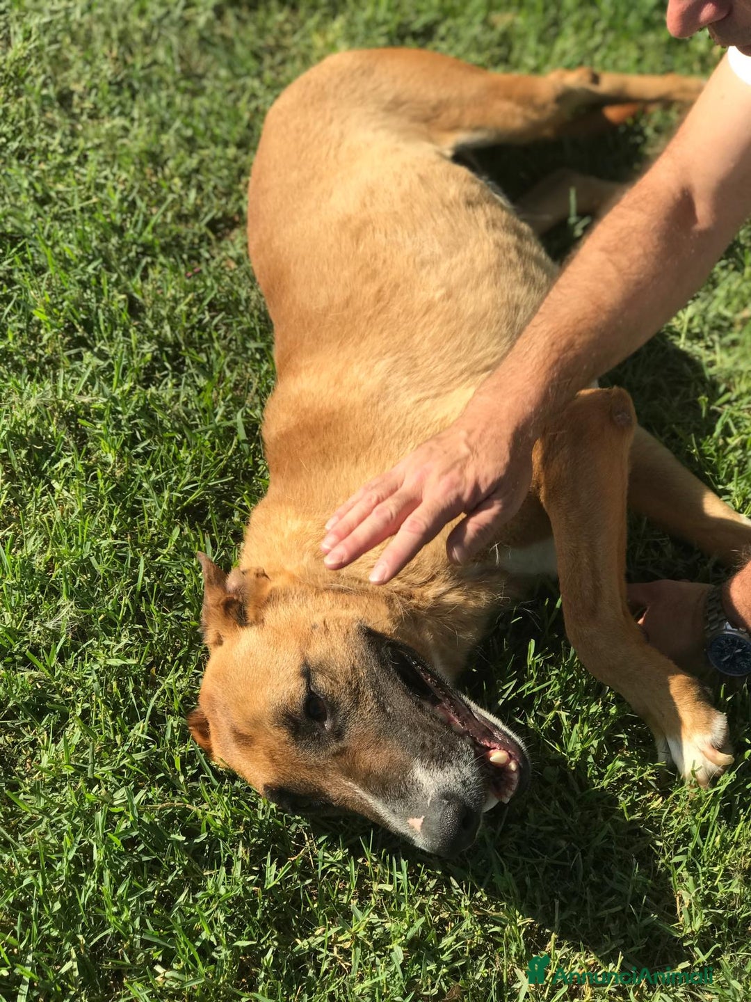 Meticcio cani in regalo: OHR, mix pastore malinois_ in adozione a Provincia di Latina - Annuncio 7