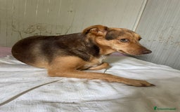 Meticcio cani in regalo: SOS BIANCANEVE - Immagine 5