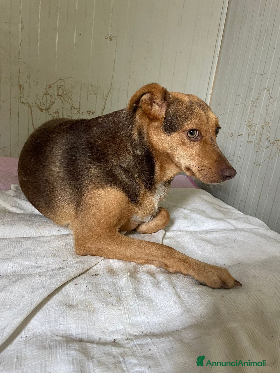 Meticcio cani in regalo: SOS BIANCANEVE - Immagine 5