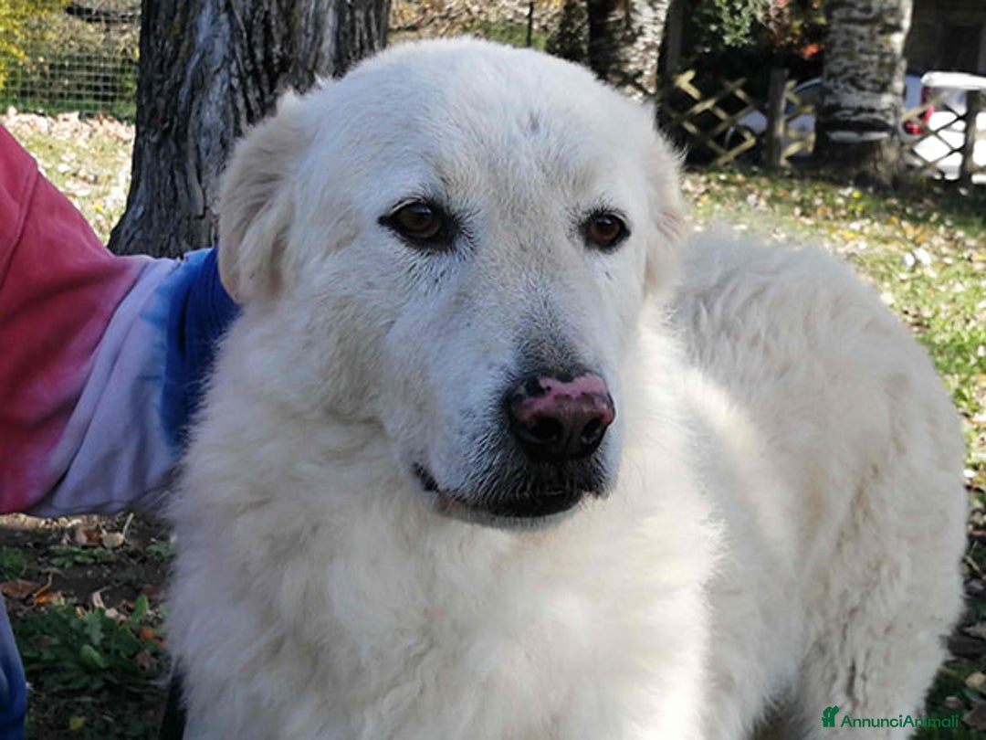 Meticcio cani in regalo: HERMIONE CINQUE ANNI DI NIENTE - Annuncio 1