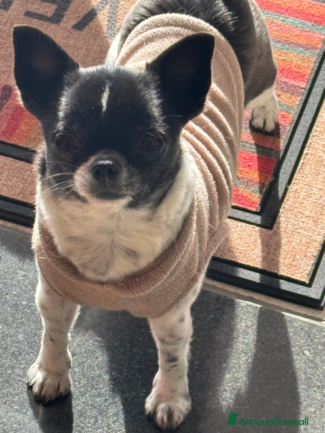 Chihuahua cani in vendita: Cucciole di chihuahua - Annuncio 16