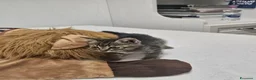 Altre razze gatti in regalo: ALVIN CERCA CASA 🏡 - Annuncio 3