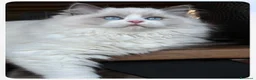 Ragdoll gatti in vendita: Bellissimi cuccioli Ragdoll - Annuncio 3