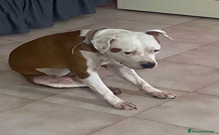 Pitbull cani - Annuncio 7