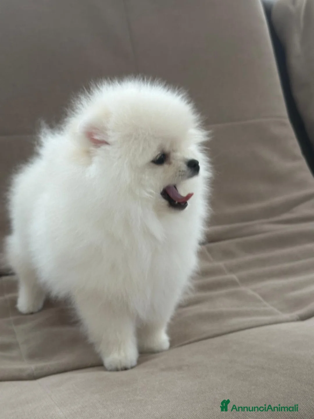 Volpino Pomerania cani in vendita: Pomerania Toy - Annuncio 4