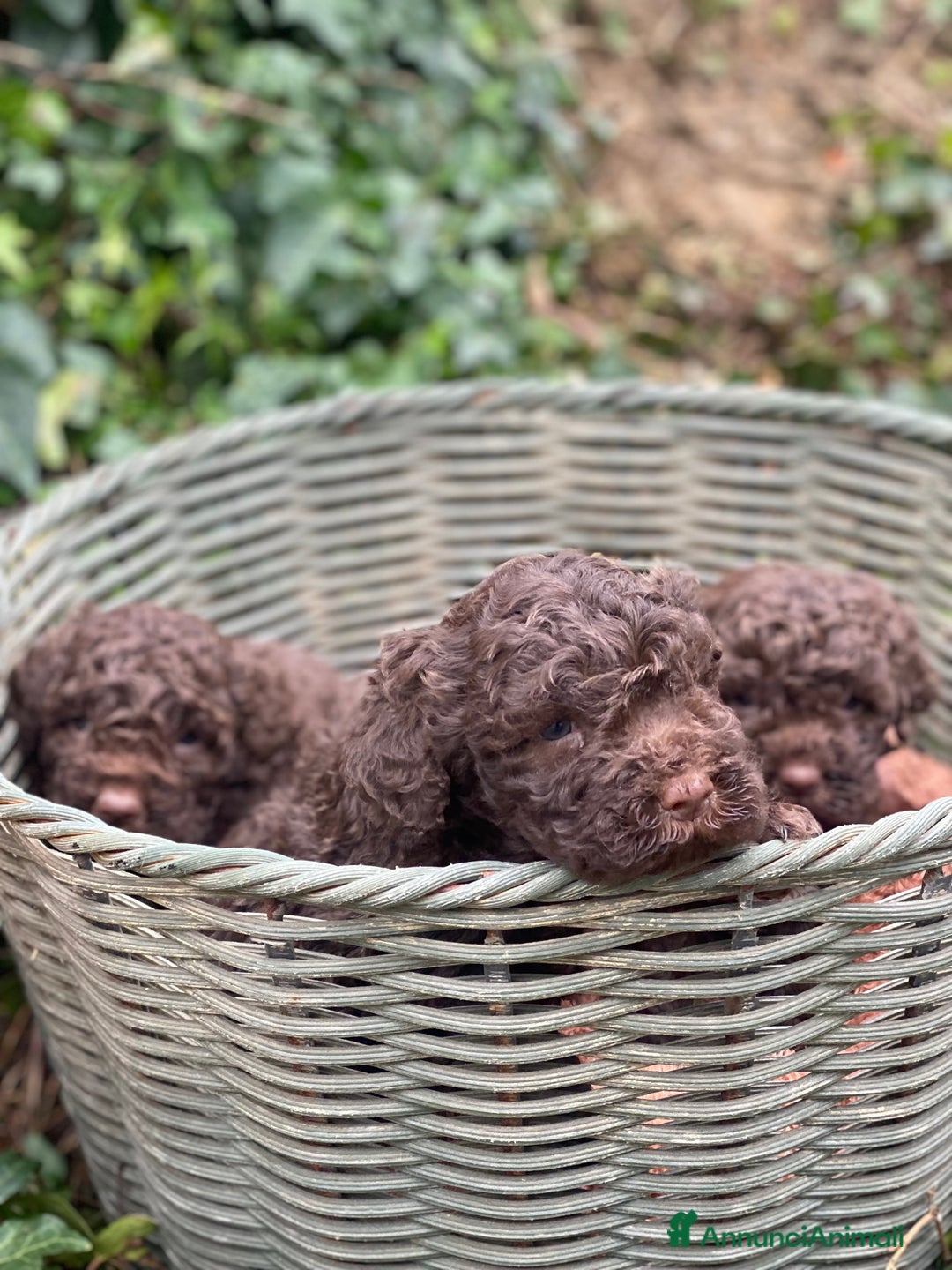 Lagotto cani in vendita: Cuccioli di lagotto disponibili  a Provincia di Asti - Immagine 5