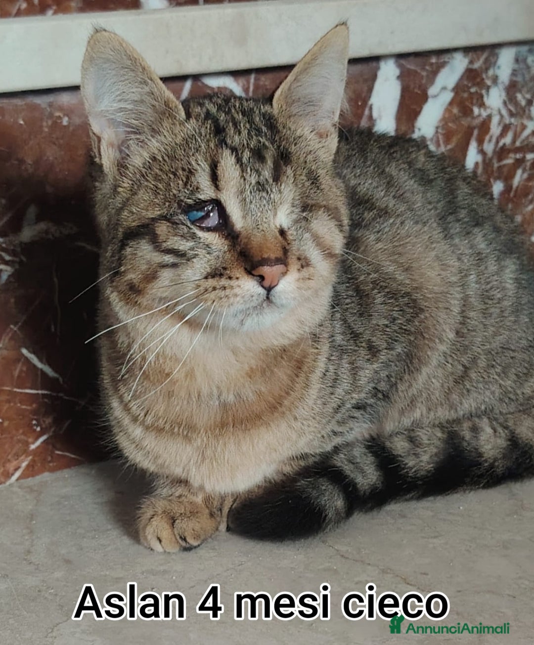 Altre razze gatti in regalo: TANTI MICINI SOLI  - Annuncio 12