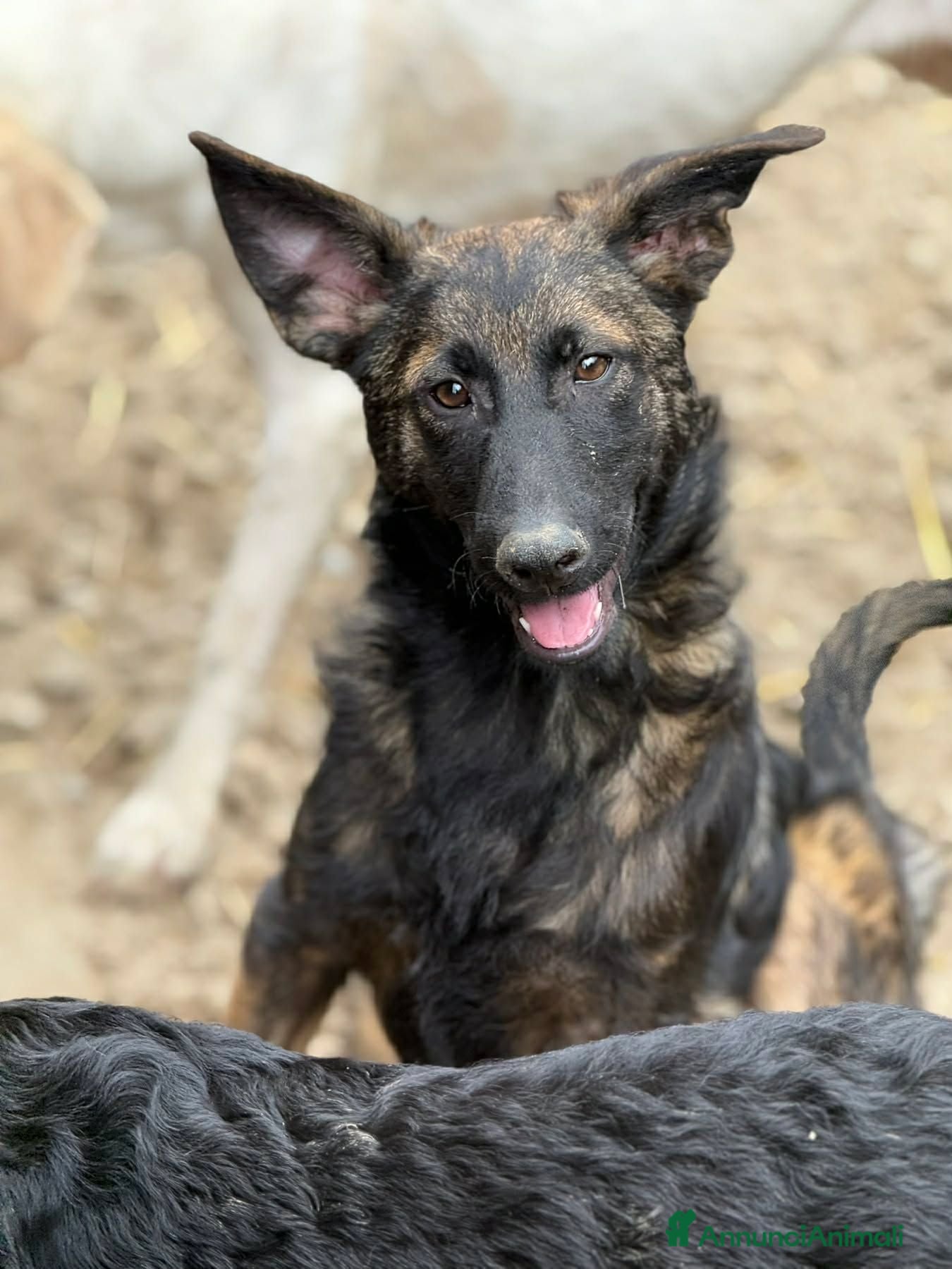 Meticcio cani ERNAD, pastorino allegro e dolcissimo! TG MEDIA - Annuncio 12