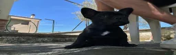 Bulldog Francese cani in vendita: bulldog francese nero tigrato  - Annuncio 10
