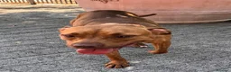 Meticcio cani in regalo: ALMA BELLISSIMA PIT - Annuncio 7
