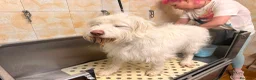 Meticcio cani in regalo: BUTTATO VIA DALLA SUA PADRONA... a Città Metropolitana di Bologna - Annuncio 3