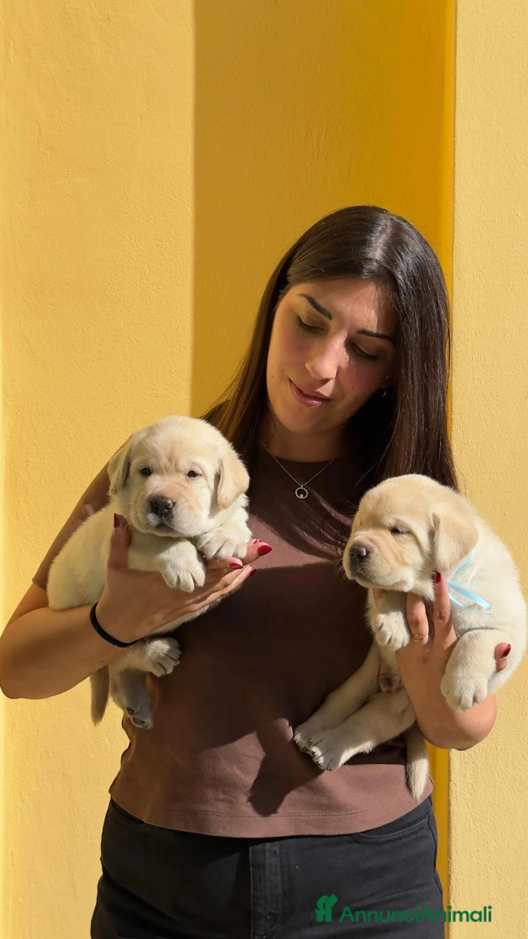 Labrador cani in vendita: Cuccioli di Labrador alta genealogia a Città Metropolitana di Firenze - Annuncio 2