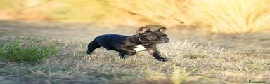 Bulldog Francese 1
