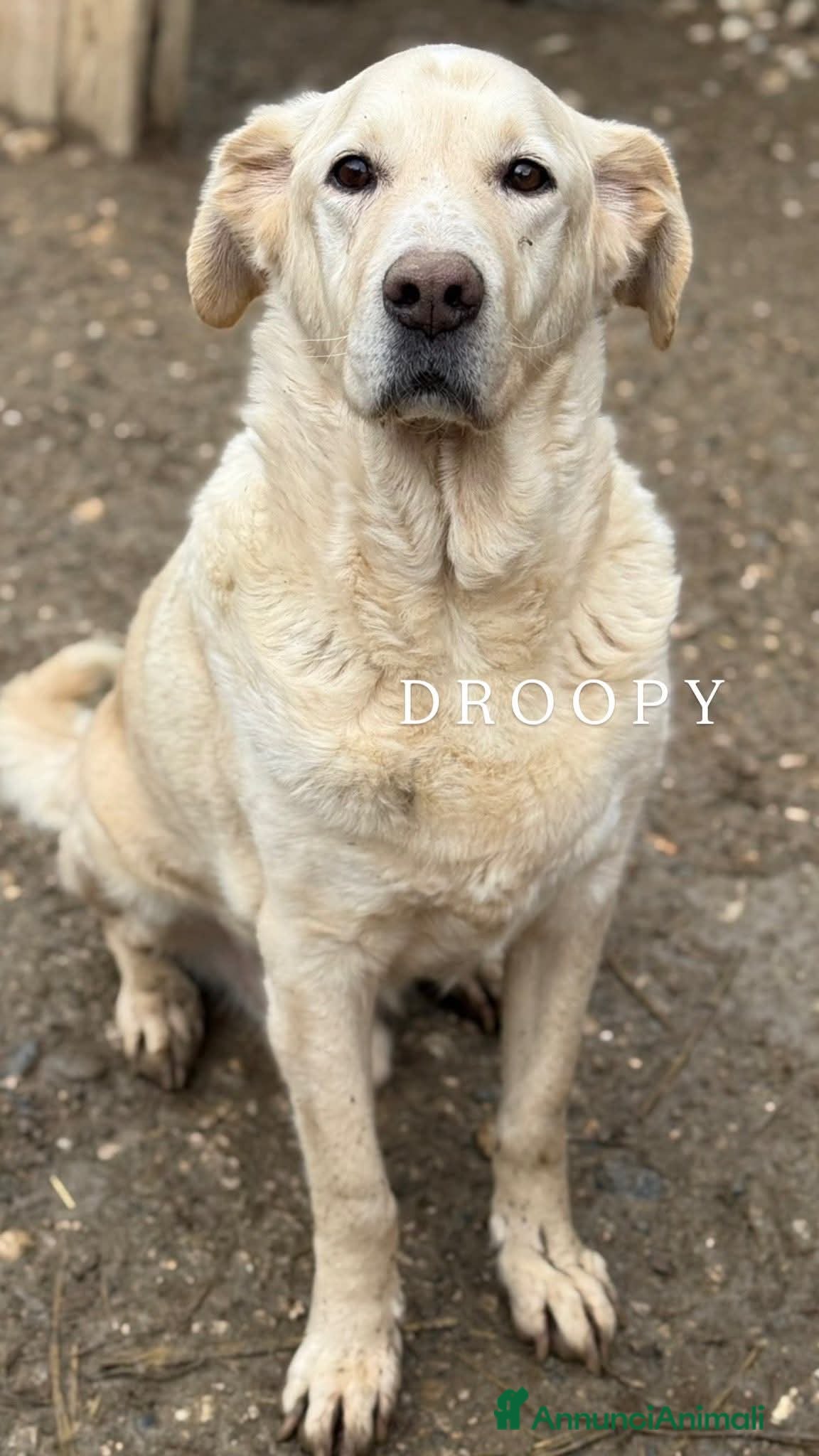 Meticcio cani DROOPY, il cagnolone gentile. Ignorato da tutti - Annuncio 34