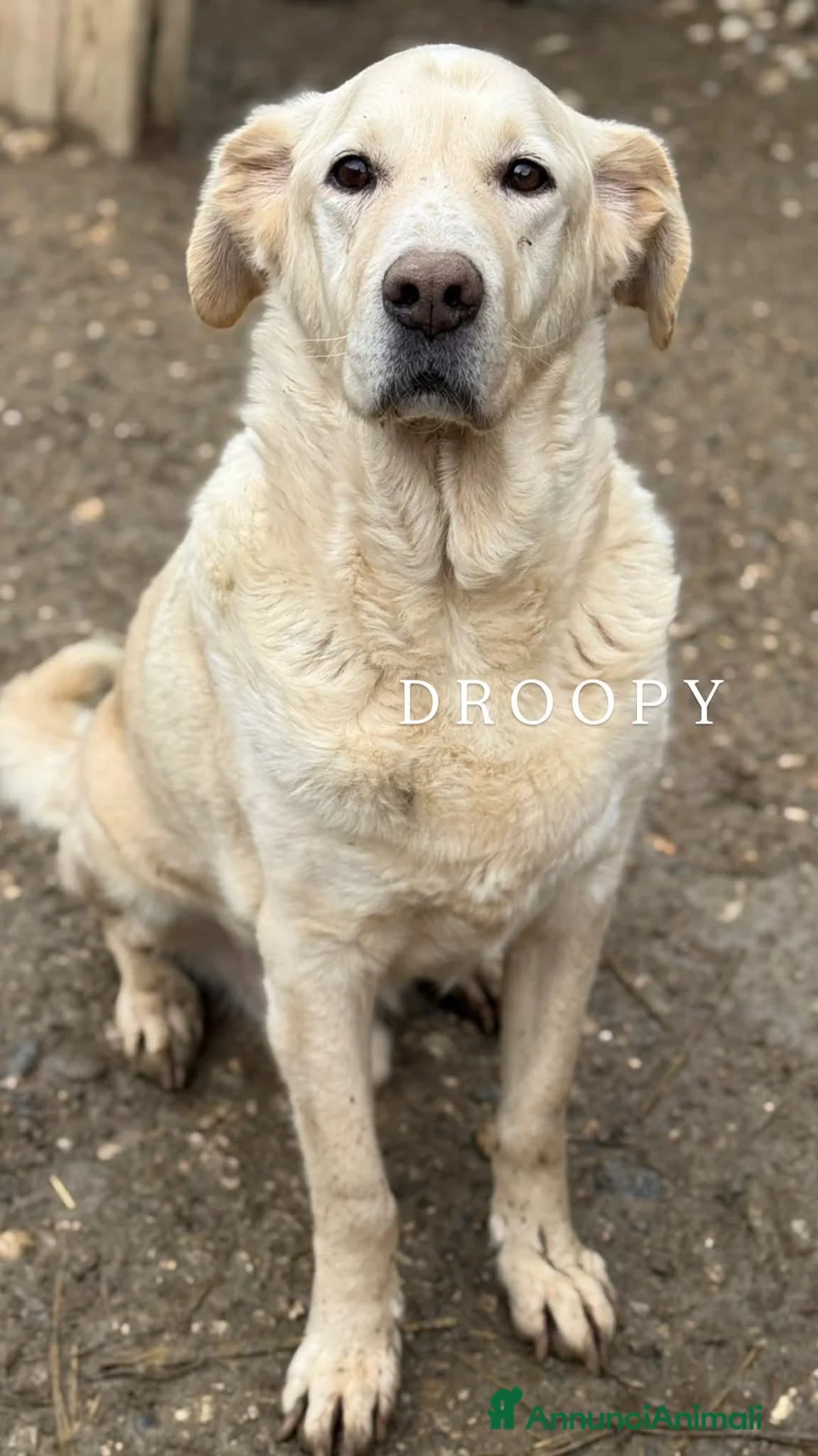 Meticcio cani in regalo: DROOPY, il cagnolone gentile. Ignorato da tutti - Annuncio 1