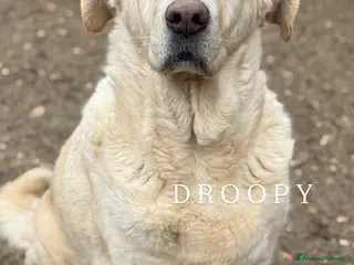 Meticcio cani DROOPY, il cagnolone gentile. Ignorato da tutti - Annuncio 34