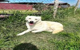 Meticcio cani in regalo: Mafalda, meravigliosa mini labradorina a Provincia di Latina - Immagine 8