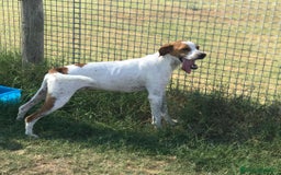Meticcio cani in regalo: PUCK, bretoncino bianco/arancio - in adozione a Provincia di Latina - Immagine 2