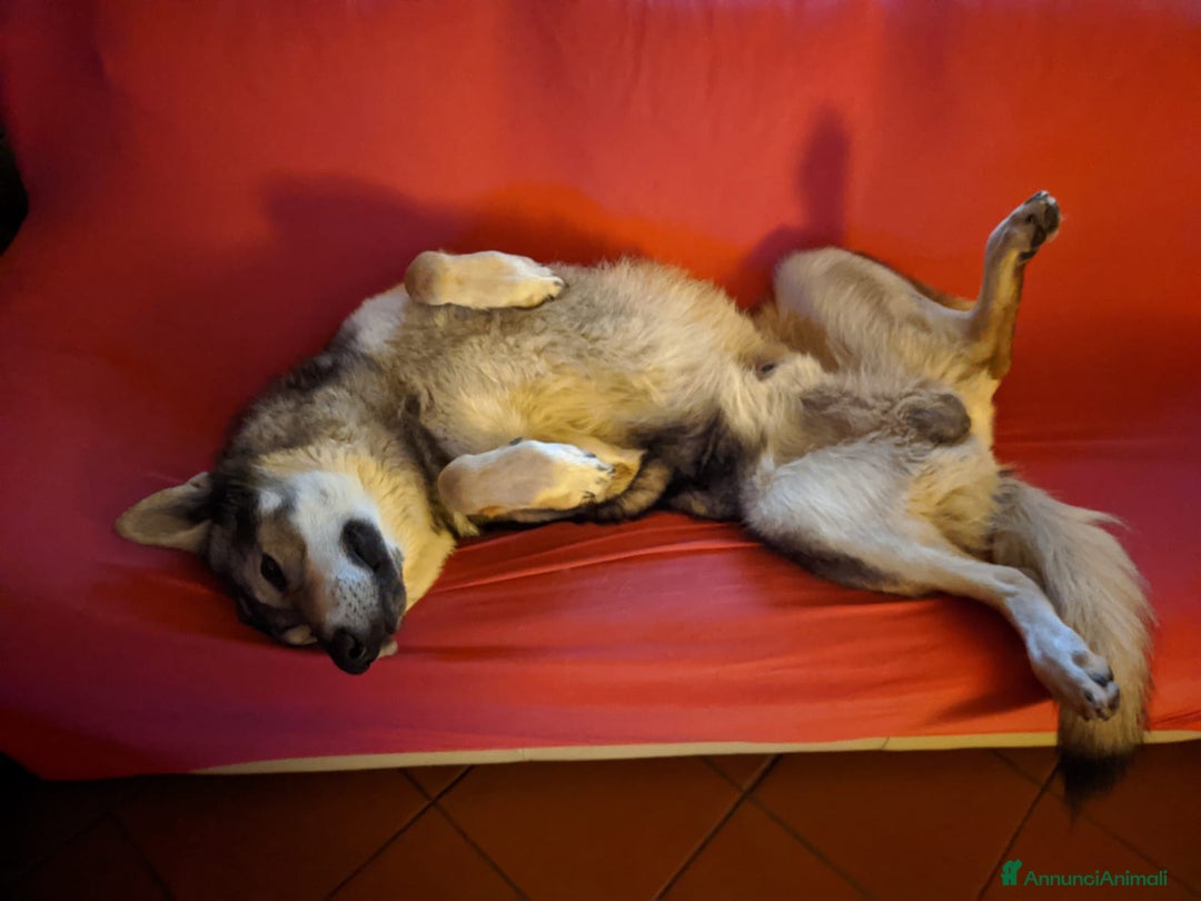 Lupo Cecoslovacco cani per accoppiamento: STALLONE - Annuncio 8