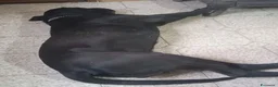 Cane Corso cani in regalo: Pago cane corso 5 anni cerca casa - in adozione - Annuncio 4