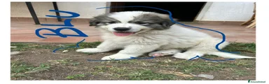 Cane da Montagna dei Pirenei 5