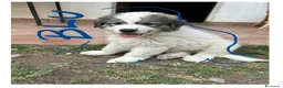 Cane da Montagna dei Pirenei cani in vendita: Sette cuccioli di Cane da Montagna dei Pirenei - Annuncio 20