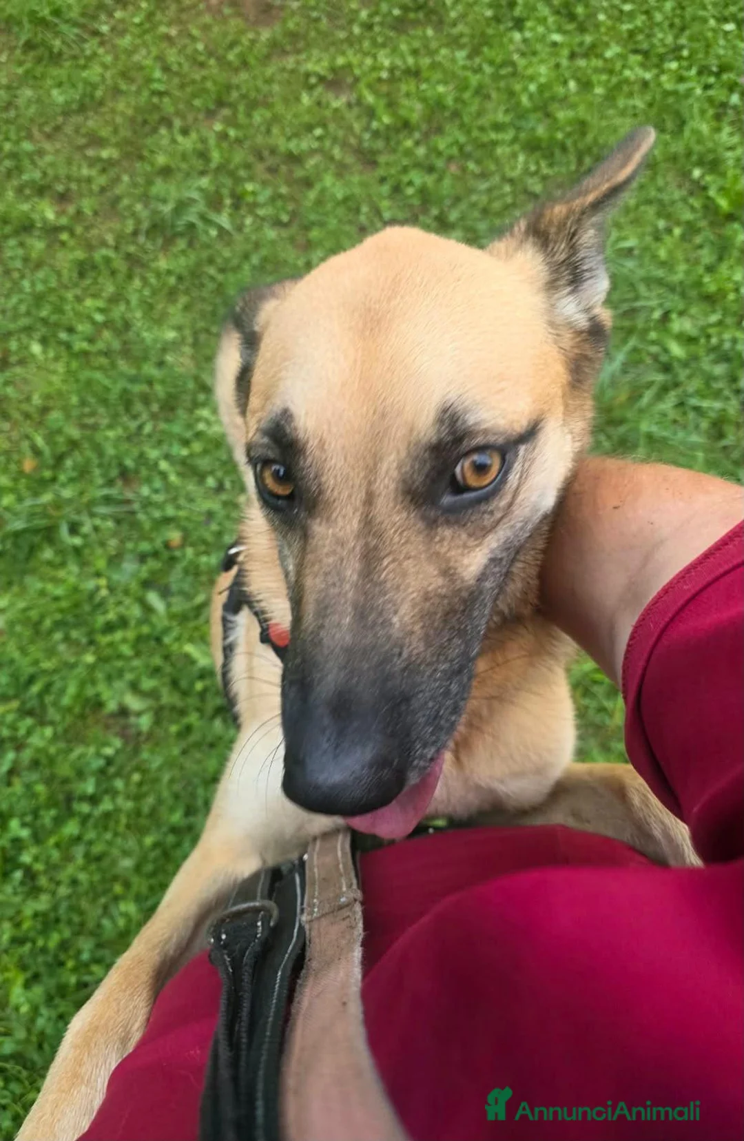 Meticcio cani in regalo: Simil pastorina 2anni ok gatti tolta da 1lager BG - Annuncio 2