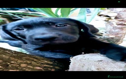 Labrador cani in vendita: Labrador  a Città metropolitana di Roma Capitale - Immagine 25