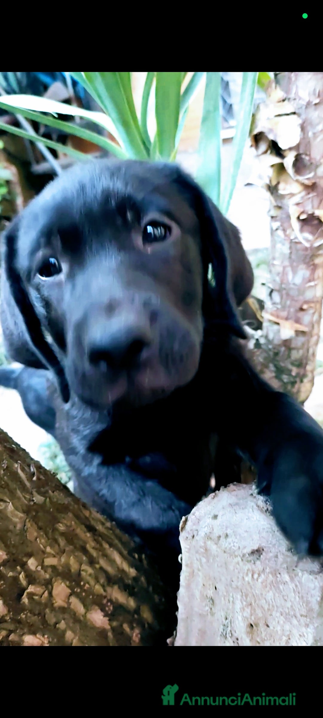 Labrador cani in vendita: Labrador  a Città metropolitana di Roma Capitale - Immagine 25