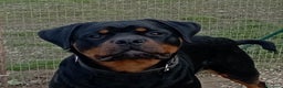 Rottweiler cani in regalo: Rottweiler maschio in adozione  - Annuncio 1