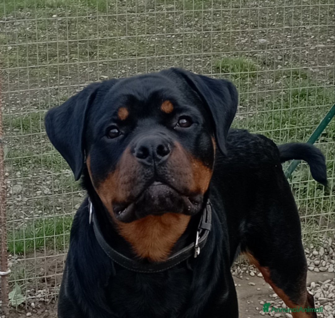 Rottweiler cani in regalo: Rottweiler maschio in adozione  - Annuncio 1